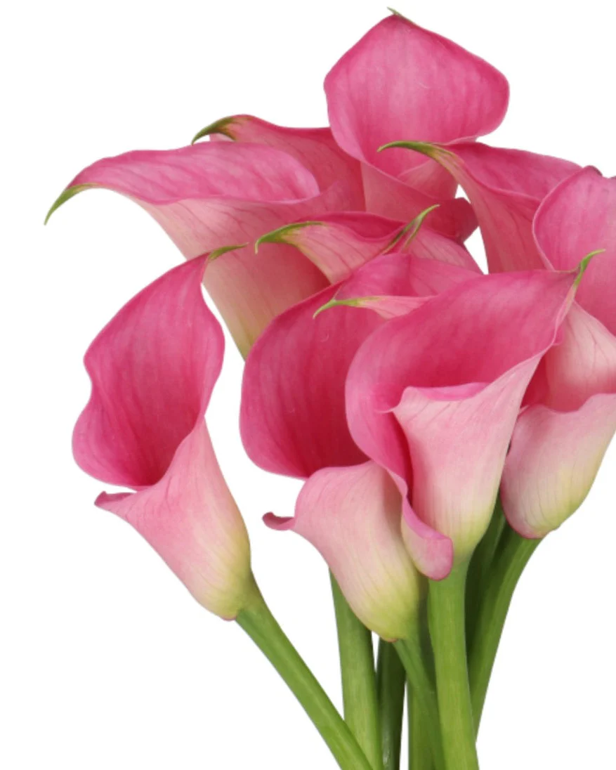 Calla Lilies