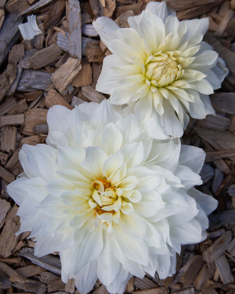 Dahlia Tubers