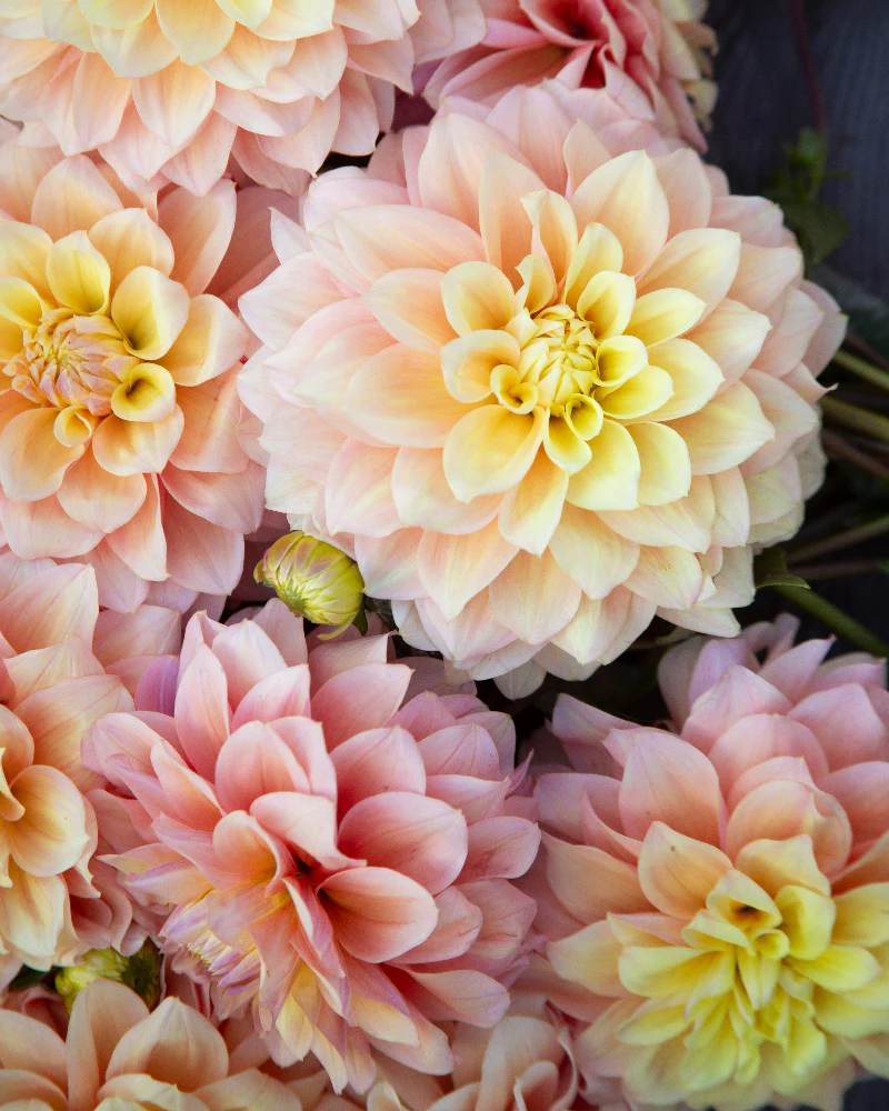 Grow Flowers